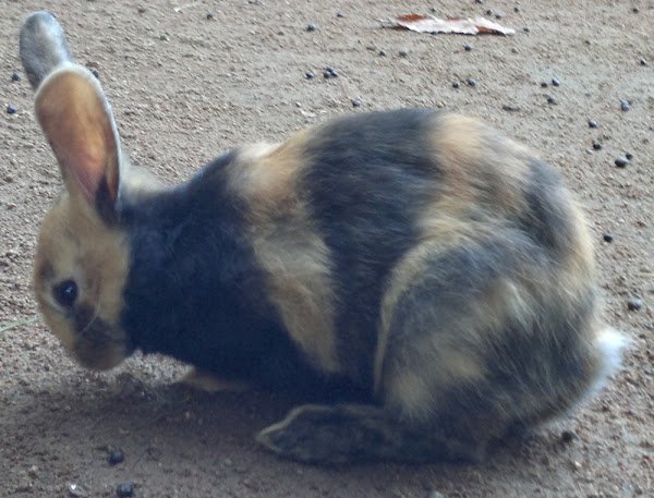 Harlequin Rabbit Overview: Size, Temperament, And Appearance