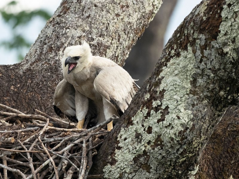 Harpy Eagle Nesting Habits And Lifecycle