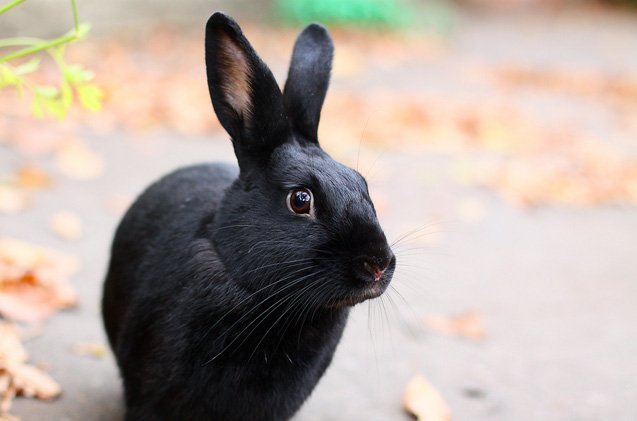 Havana Rabbit Overview: Size, Temperament, And Appearance