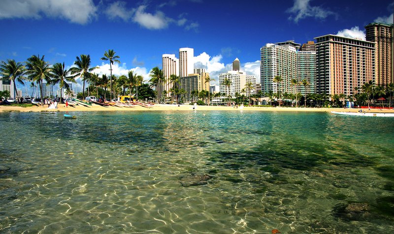 Hawaiian Monk Seal