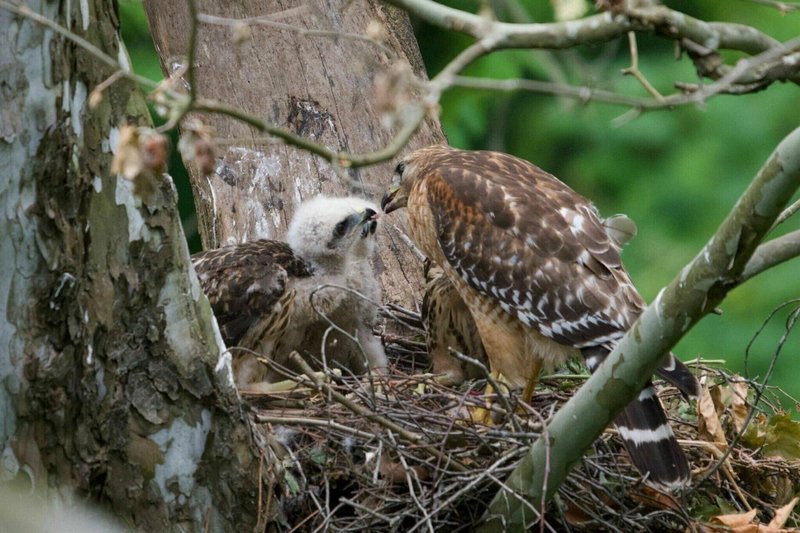 Hawk Nesting Habits And Lifecycle