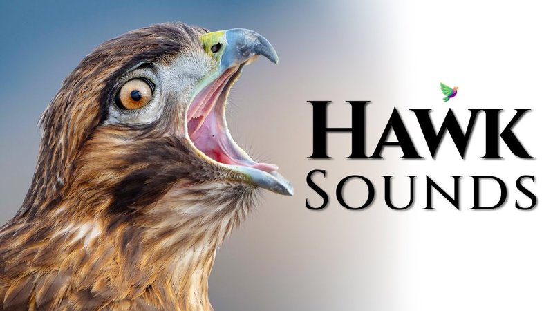Hawk Vocalizations And What They Mean