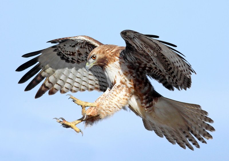 Hawk