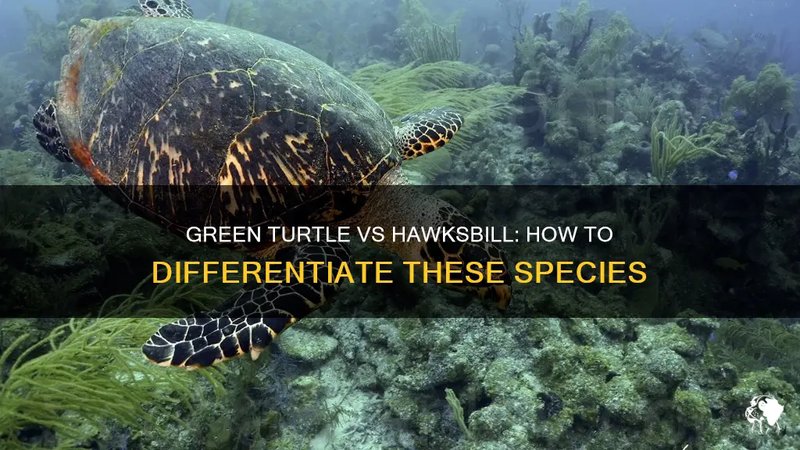 Hawksbill Turtle Vs. [Similar Species] - Key Differences