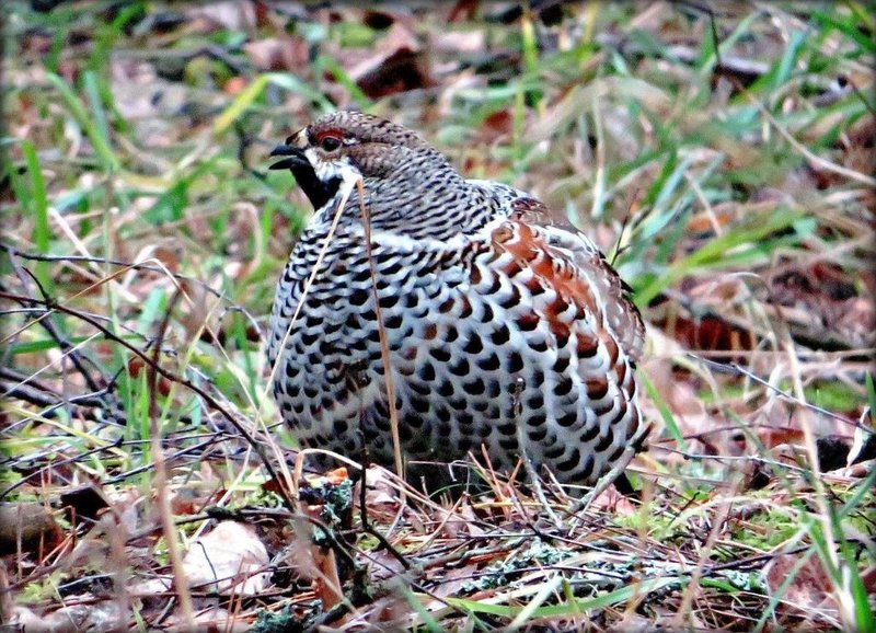 Hazel Grouse