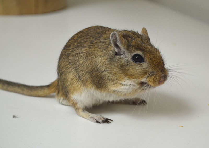 Health And Lifespan Of Agouti Gerbils: What To Expect