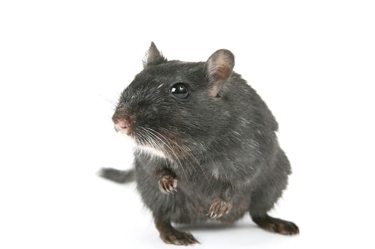 Health And Lifespan Of Black Gerbils: What To Expect