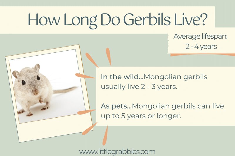 Health And Lifespan Of Burmese Gerbils: What To Expect