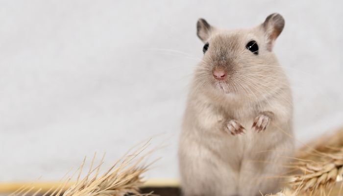 Health And Lifespan Of Dove Gerbils: What To Expect