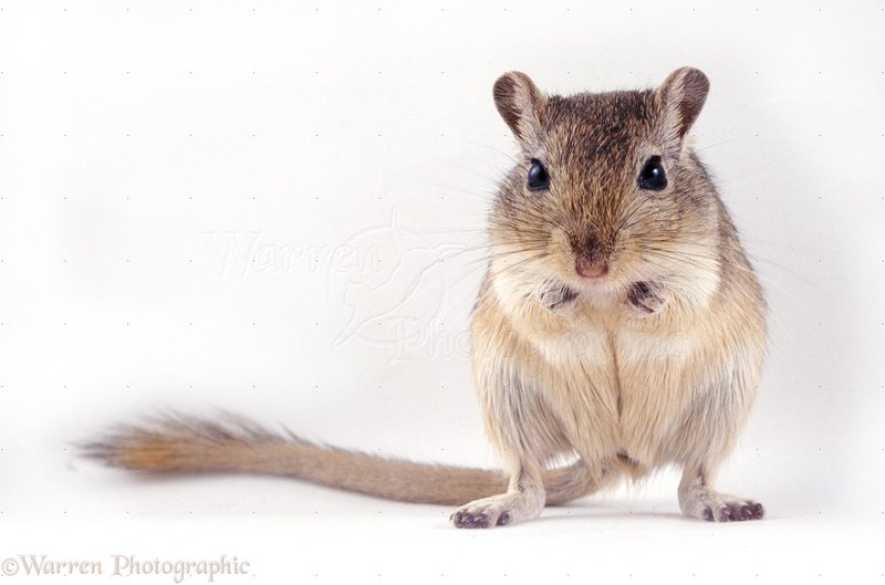 Health And Lifespan Of Mongolian Gerbils: What To Expect