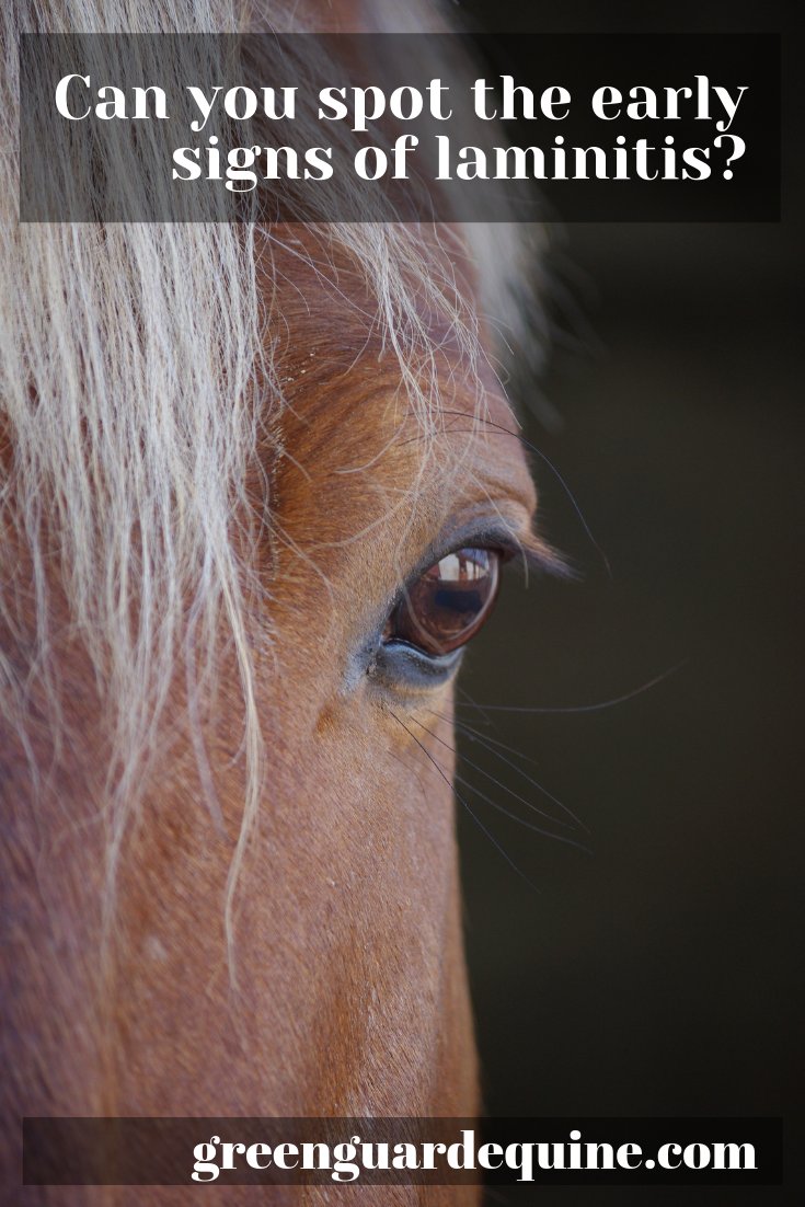 Health Issues In Horses: Symptoms And Preventive Care