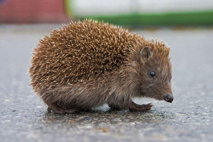 Hedgehog Behavior Explained: Noises, Curling, And Exploring