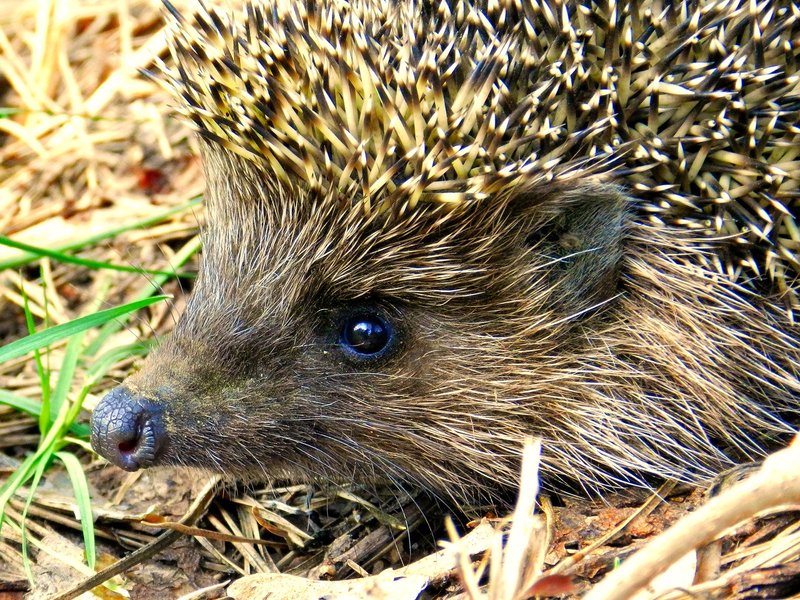 Hedgehog