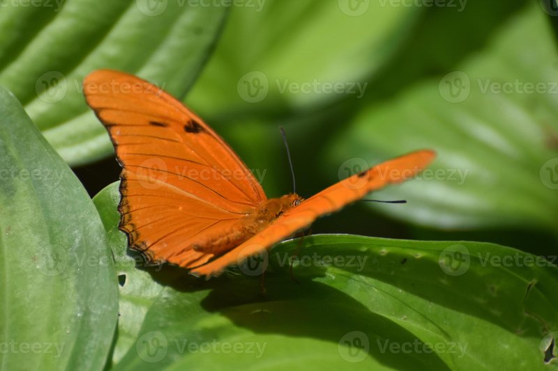 Heliconian Butterfly