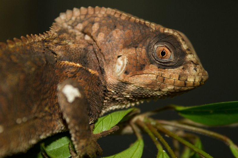 Helmeted Iguana