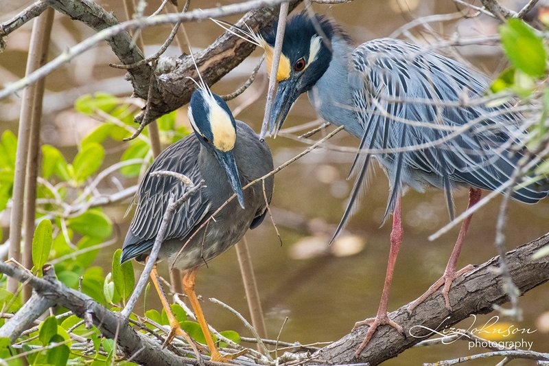 Heron Nesting Habits And Lifecycle