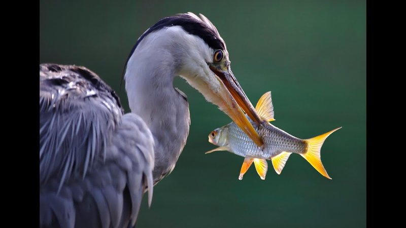 Heron Vocalizations And What They Mean