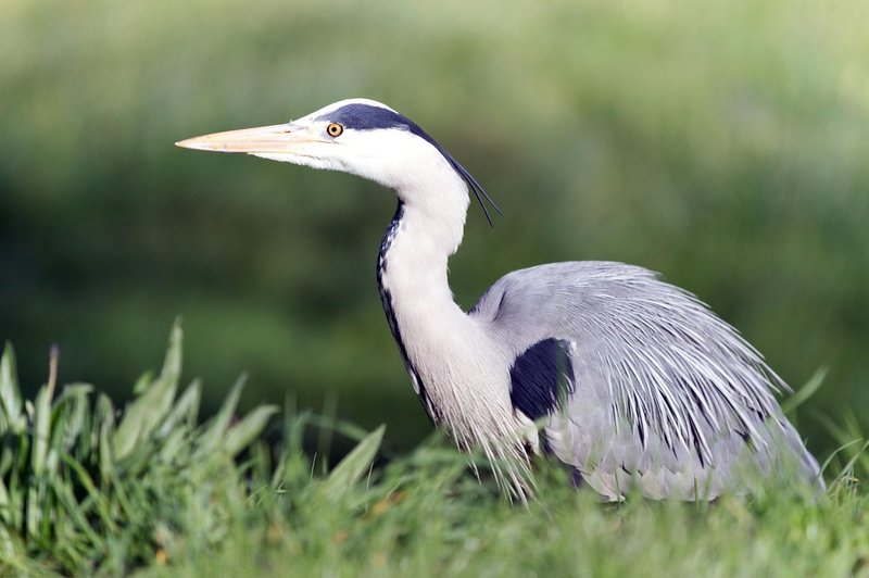 Heron