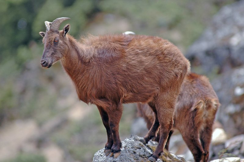 Himalayan Tahr
