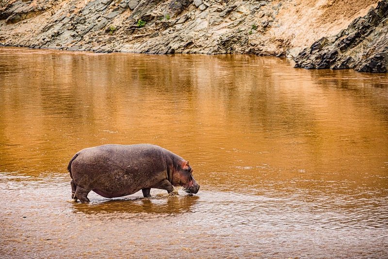 Hippopotamus