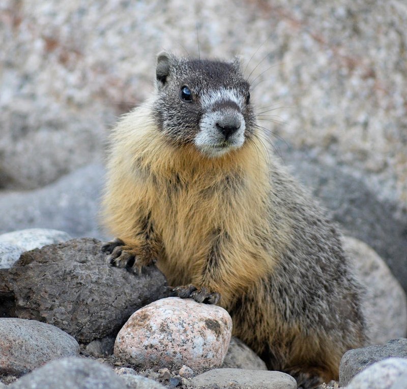 Hoary Marmot