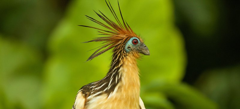 Hoatzin