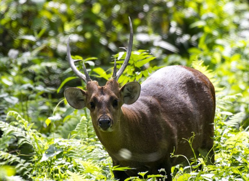 Hog Deer