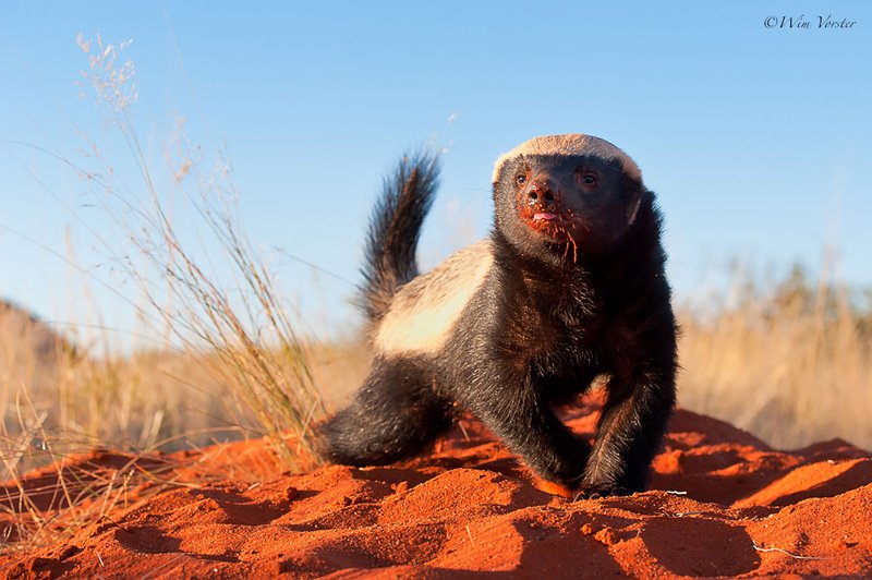Honey Badger