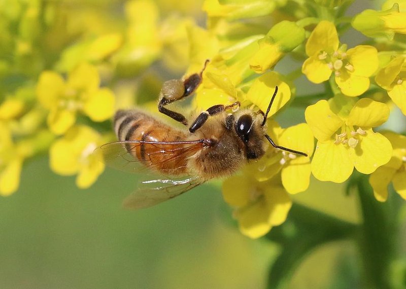 Honeybee