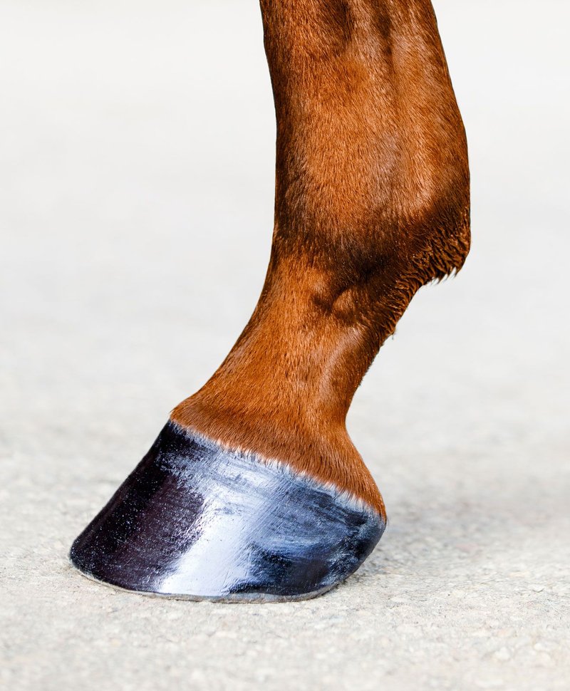 Hoof Care For Donkeys: Trimming And Maintenance Guide