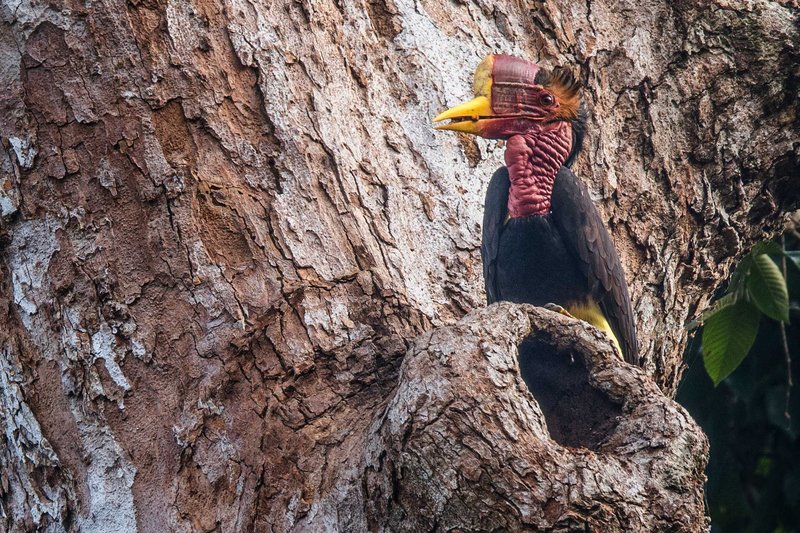 Hornbill