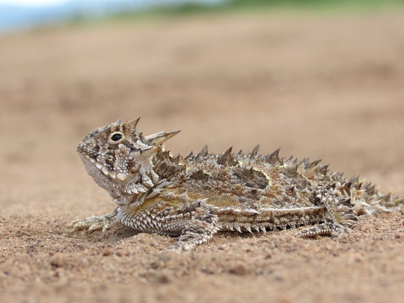 Horned Lizard