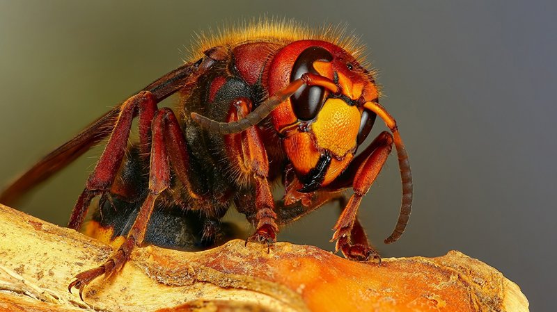 Hornet