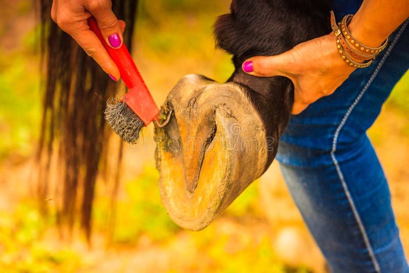 Horse Hoof Care 101: Cleaning, Trimming, And Shoes