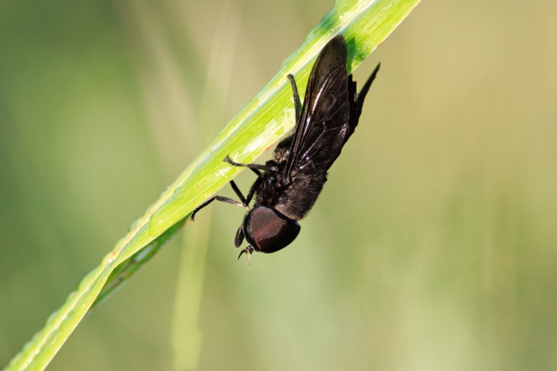 Horsefly