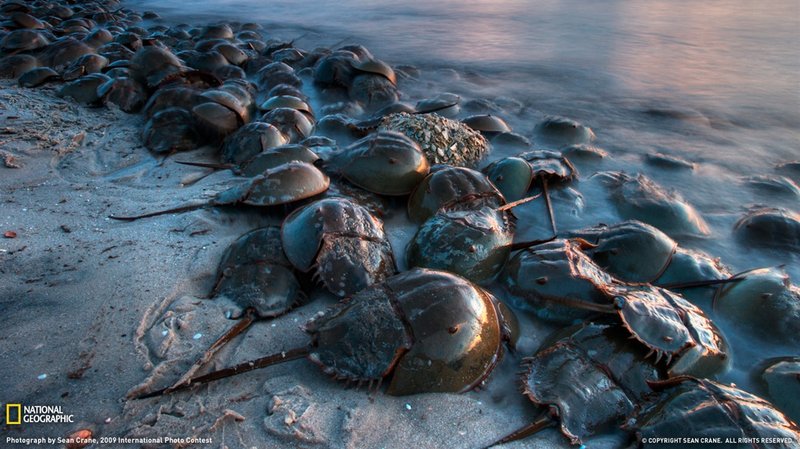 Horseshoe Crab