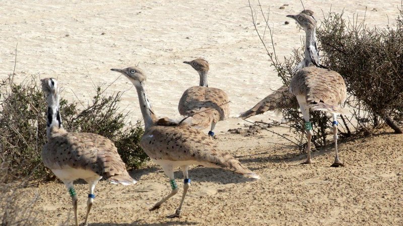 Houbara Bustard