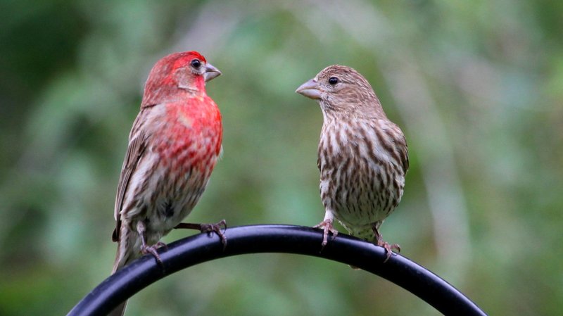 House Finch