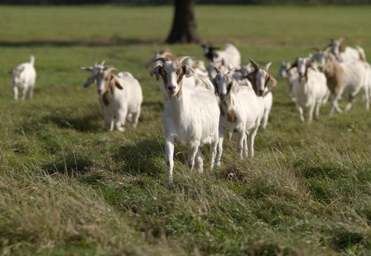 Housing And Fencing Requirements For Alpine Goats