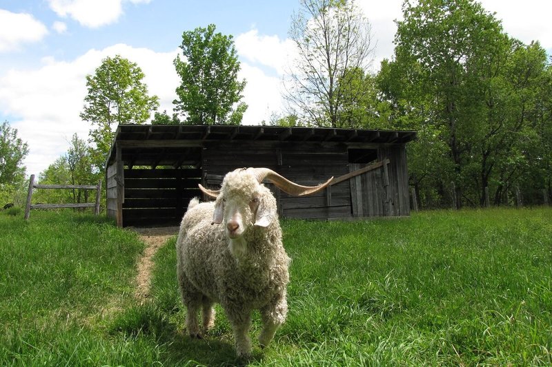 Housing And Fencing Requirements For Angora Goats