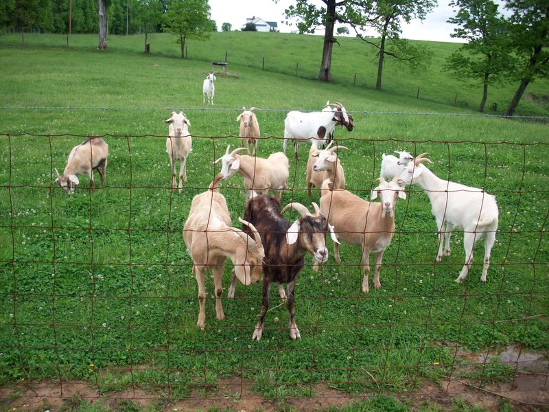 Housing And Fencing Requirements For Kiko Goats