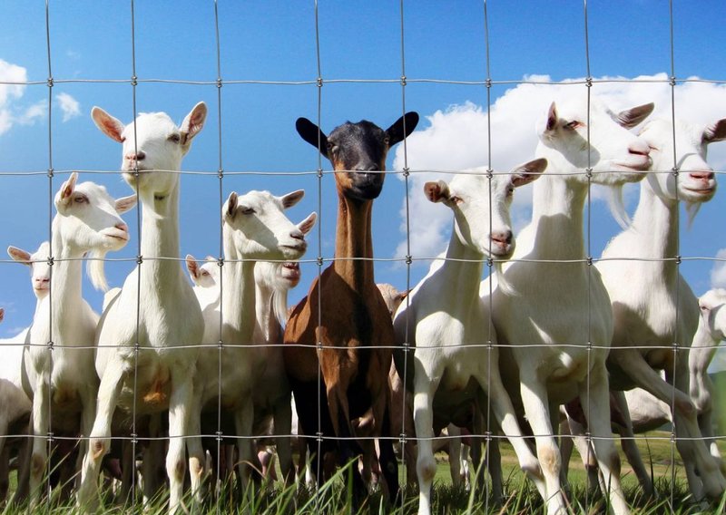 Housing And Fencing Requirements For Lamancha Goats