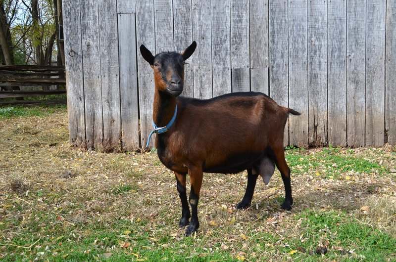 Housing And Fencing Requirements For Oberhasli Goats