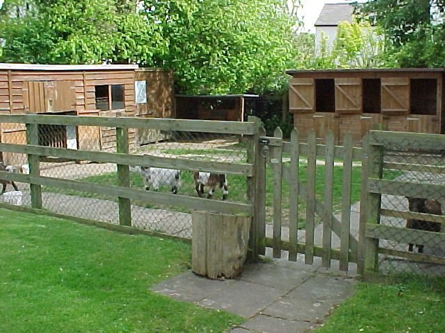 Housing And Fencing Requirements For Pygmy Goats