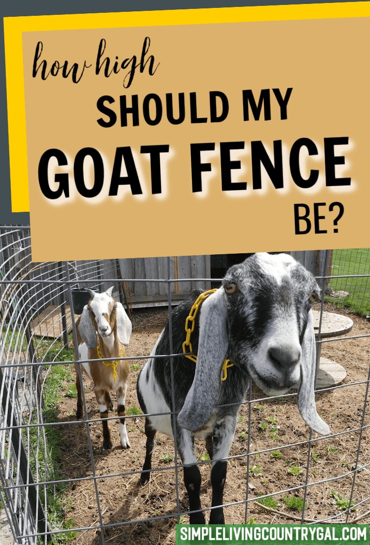 Housing And Fencing Requirements For Saanen Goats