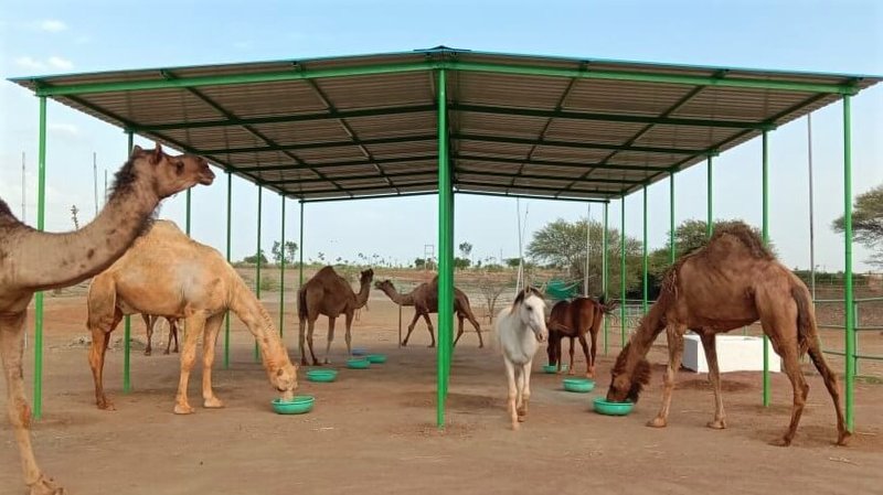 Housing And Shelter Needs For Camels