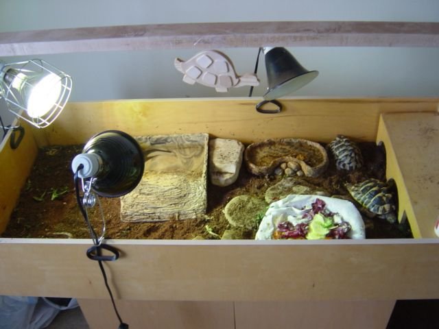 Housing The Hermann'S Tortoise: Best Enclosure Setup Guide