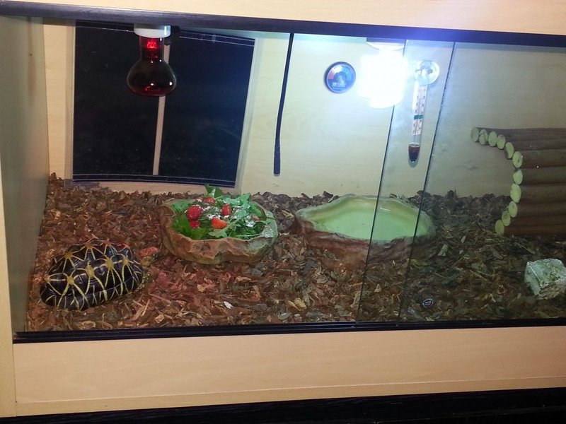 Housing The Indian Star Tortoise: Best Enclosure Setup Guide