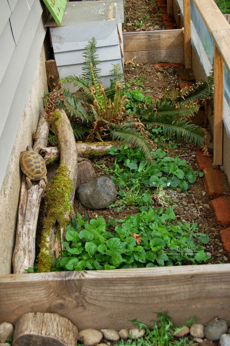 Housing The Leopard Tortoise: Best Enclosure Setup Guide