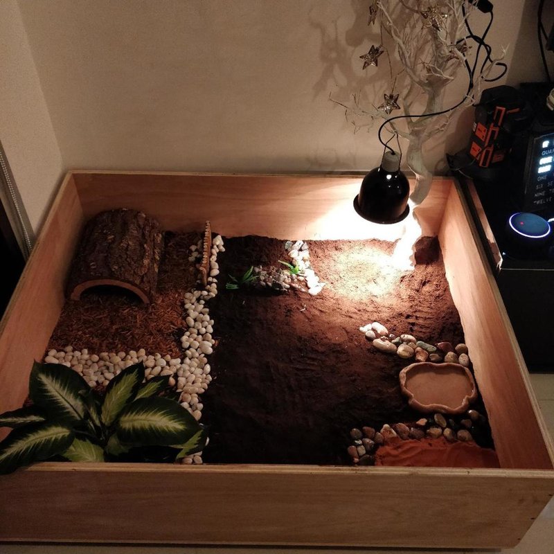 Housing The Marginated Tortoise: Best Enclosure Setup Guide